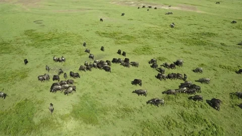 Herd of black bisons pasturing in the meadow. Stock Footage 135856251