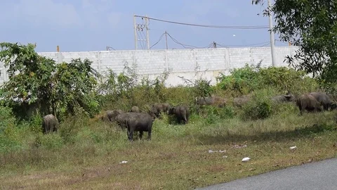 Herd of black buffalo grazing grass Stock Footage 69816630
