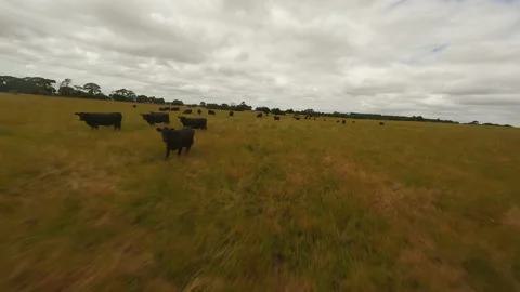 Herd of black cows in a field in cloudy weather. Drone video. Stock Footage 244930532