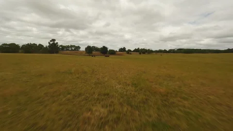 Herd of black cows in a field in cloudy weather. Drone video. Stock Footage 244930691