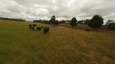 Herd of black cows in a field in Drone video. Stock Footage 244930288