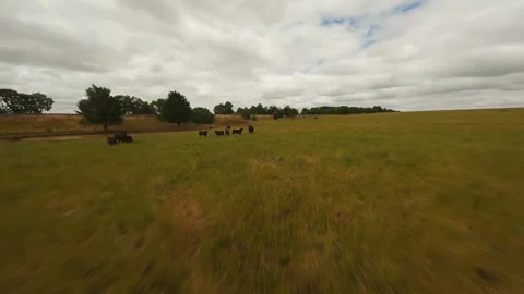 Herd of black cows in a field in Drone video. Stock Footage 244930359