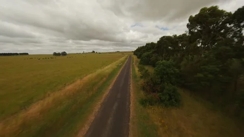Herd of black cows in a field in Drone video. Stock Footage 244930456