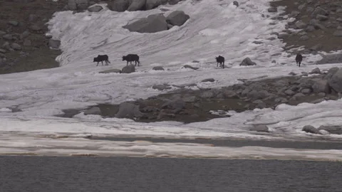 Herd of Black Cows Walking Across Mountain Snowfield Near Glacial Lake Stock-Footage 346828150
