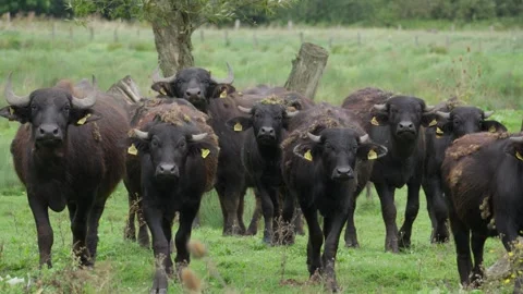 A herd of black oxen are walking through a grassy field Stock Footage 296400070