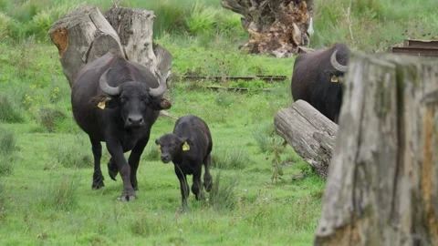 A herd of black oxen are walking through a grassy field Stock Footage 296400343