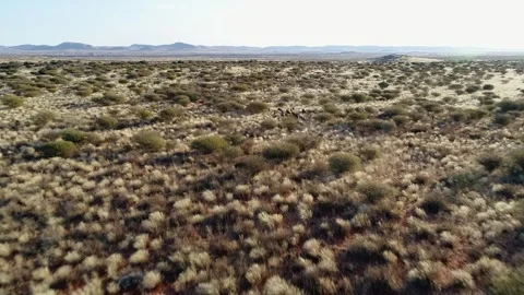 Herd of Black wildebeest, White tailed gnu, run to grassland horizon 스톡 동영상 331108818