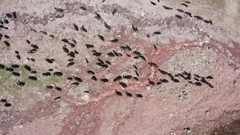 Herd of black yaks Top view migrate in mountain valley next Traveller’s Pass Stock-Footage 314082350