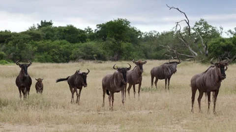 A herd of blue wildebeest alarming, snorting for a predator 動画素材 328395013