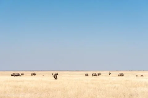 Herd of blue wildebeest, also called brindled gnu, between grass Stock Photos