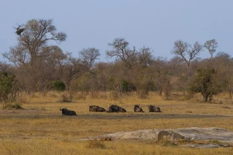 Herd of blue wildebeest or gnu (Onnochaetes taurinus) relaxing in the bush Stock Photos