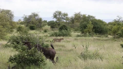 Herd of blue wildebeest running away from an approaching cheetah Stock Footage 149755573