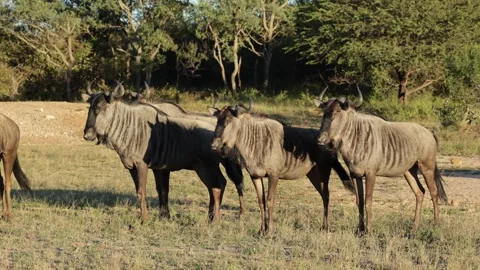 A herd of blue wildebeest snorting at a predator 動画素材 335018552