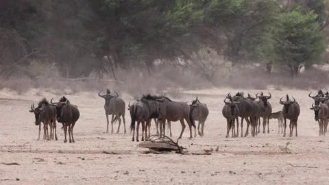 A herd of Blue Wildebeest walks through the intense heat of the day across the Video stock 345139492