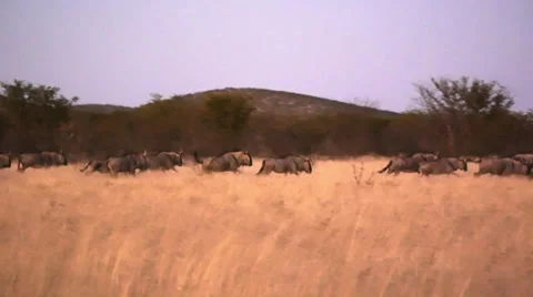 Herd of brindled Gnu running Stock Footage 62484440