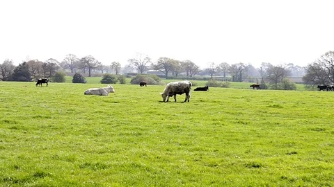 Herd of british cows eating grass on green field Video stock 75211419