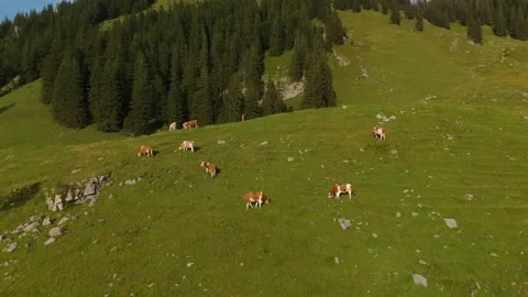 Herd of brown and white cows graze on mountain in Alps. Cattle grazing on top of Stock Footage 288404633