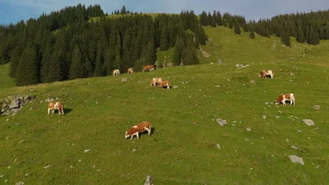 Herd of brown and white cows graze on mountain in Alps. Cattle grazing on top of Stock Footage 316628815