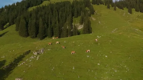 Herd of brown and white cows graze on mountain in Alps. Cattle grazing on top of Stock Footage 316642454