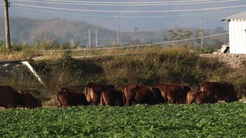 Herd of brown cattle grazing in a lush green agricultural field during daytime Stock Footage 342104635