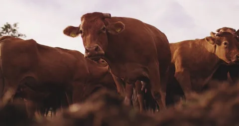 Herd of brown cattle standing in a pasture at dusk, Static Shot Stock-Footage 340038699