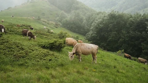 Herd of brown cattles on green mountain slope in summer day. Stock Footage 109606014
