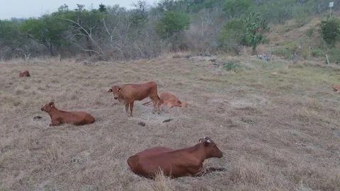 Herd of brown cows and calves resting on a dry grassy field in a rural setting, Vídeos de archivo 337885300
