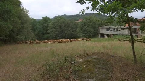 HERD OF BROWN COWS WITH BIG HORNS GRAZING IN THE FIELD Stock Footage 209138829