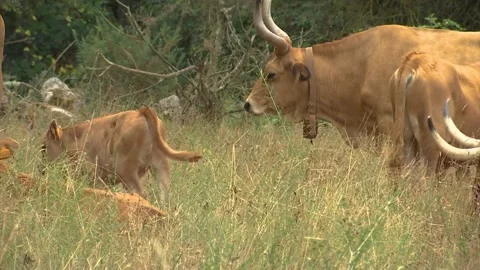 HERD OF BROWN COWS WITH BIG HORNS GRAZING IN THE FIELD Stock Footage 209139224