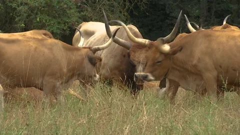 HERD OF BROWN COWS WITH BIG HORNS GRAZING IN THE FIELD Stock Footage 209139255
