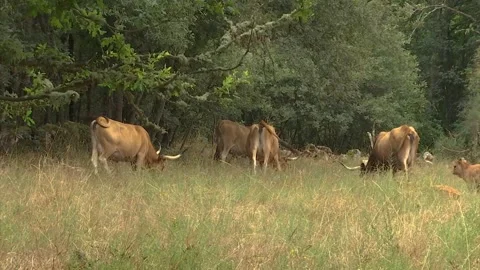 HERD OF BROWN COWS WITH BIG HORNS GRAZING IN THE FIELD Stock Footage 209139340