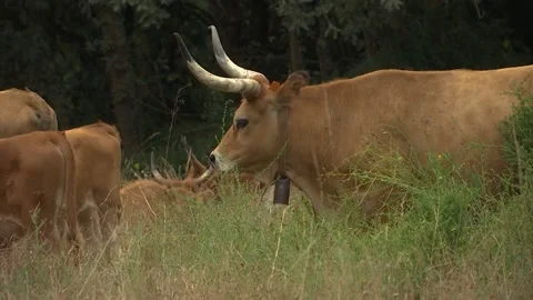 HERD OF BROWN COWS WITH BIG HORNS SURROUNDED BY FLIES GRAZING IN THE FIELD SL Stock Footage 209139389