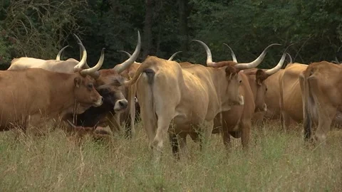 HERD OF BROWN COWS WITH BIG HORNS GRAZING IN THE FIELD Stock Footage 209139390