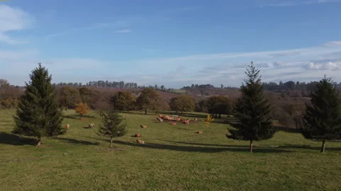 Herd of brown cows Видео 144220065