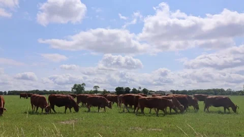 A Herd Of Brown Cows Graze In A Field On A Sunny Day Stock Footage 307561213