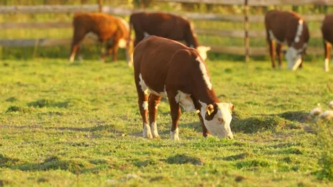 A herd of brown cows graze in the sun-drenched meadow and eat grass. Stock Footage 167848511