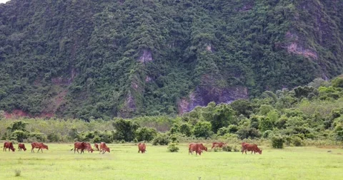 A herd of brown cows grazes peacefully in a green meadow next to a hillside. Stock Footage 314647507