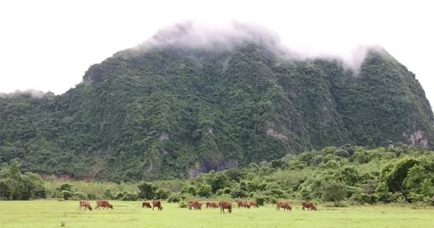 A herd of brown cows grazes peacefully in a vast green grassland. Stock Footage 314649896