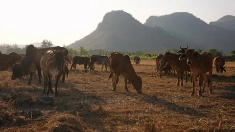 Herd of brown cows grazing in a dry field at sunset, Kanchanaburi, Thailand 스톡 동영상 321740084