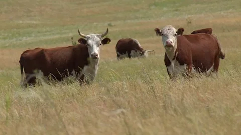 A herd of brown cows grazing in a field range. chewing grass. look at the camera Stock Footage 132719404
