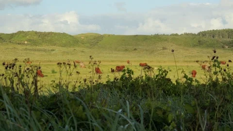 Herd of brown cows grazing in a green pasture Stock Footage 338090608