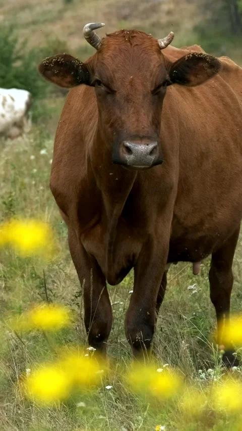 A herd of brown cows grazing in a meadow. Stock Footage 285483899