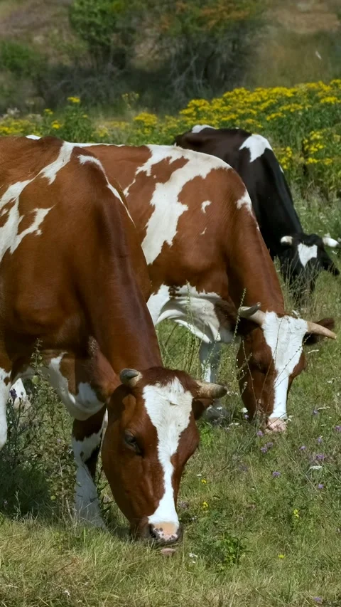 A herd of brown cows grazing in a meadow. Vídeo Stock 285483948