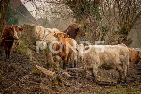 A herd of brown cows looking into the camera Stock Photos