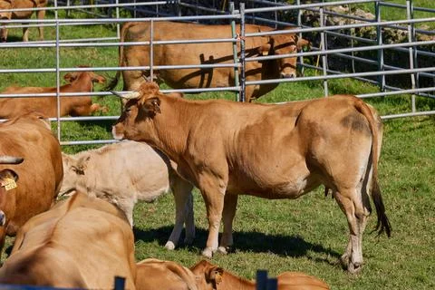 Herd of brown cows in a pen Stock Photos