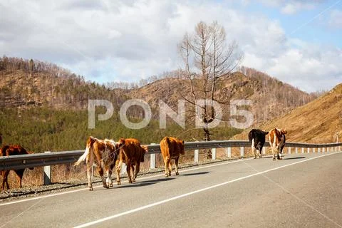A herd of brown cows Stock Photos