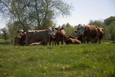 Herd of brown cows in spring field country scene animal farm agriculture Foto stock