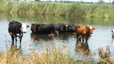 A herd of brown cows with white spots and black fleeing from the summer heat in  Vidéo 113217786