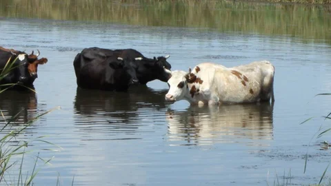 A herd of brown cows with white spots and black fleeing from the summer heat in  Vidéo 113217814