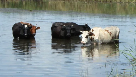 A herd of brown cows with white spots and black fleeing from the summer heat in  Vidéo 113217820